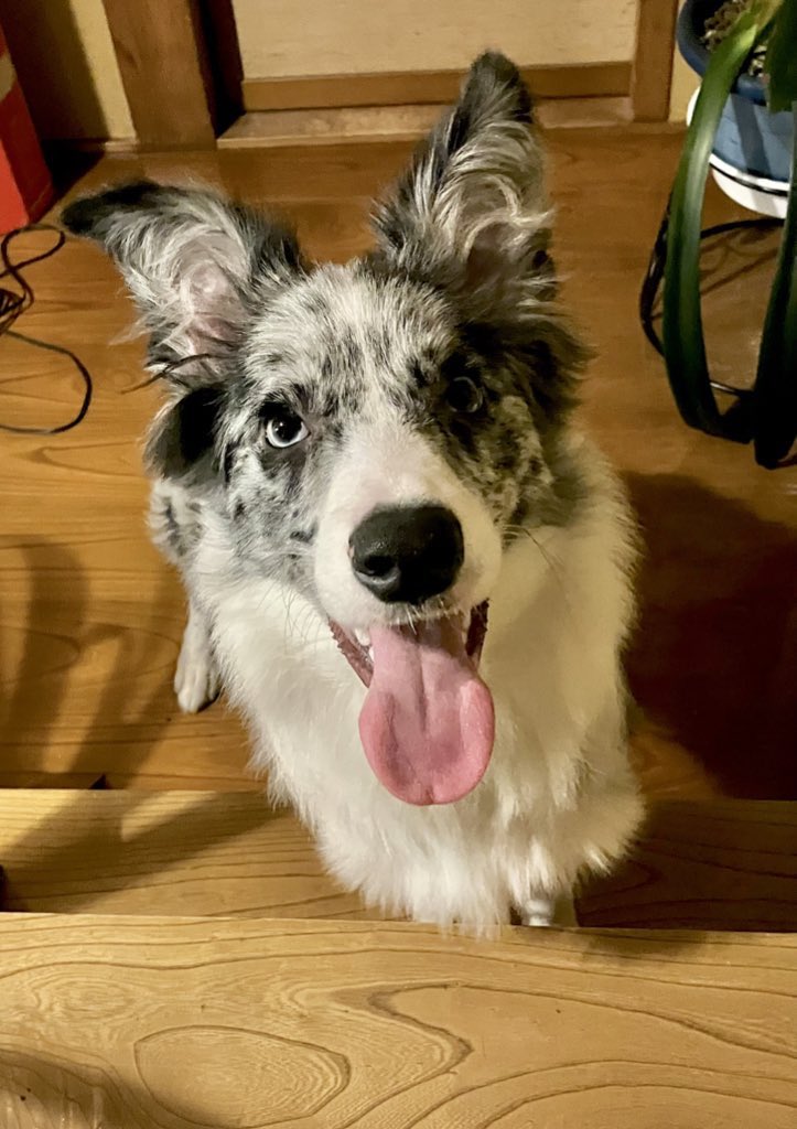 osomaro_'s tweet photo. わたしの愛犬いま6ヶ月なの。
こっちのアカウントにも載せるね。
ボーダーコリーのゼロくんです。
よろしくね。 https://t.co/n9Z64pAI8M