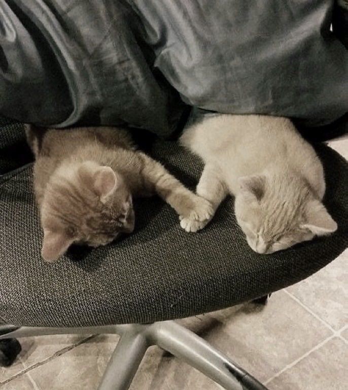 ShouldHaveCat's tweet photo. https://t.co/nPJmK4FSMV