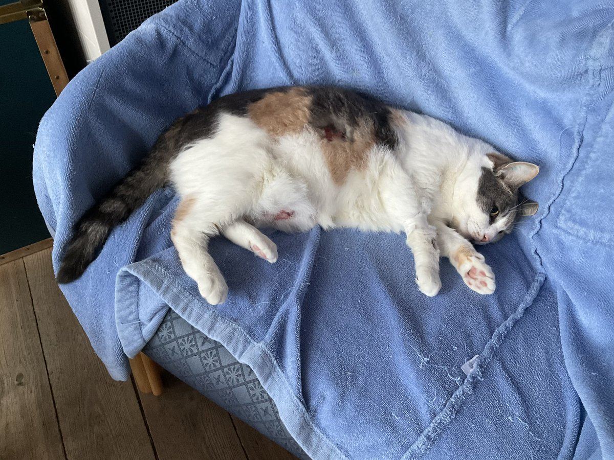 We are back home 😺 Mirah is completely zonked out. She had some food when we got back but more or less fell asleep at the bowl. Masha is nice but wasn't very hungry, either, so she seems to sense something is off ... Looks like it is one of 2 autoimmune diseases. Treatable but..