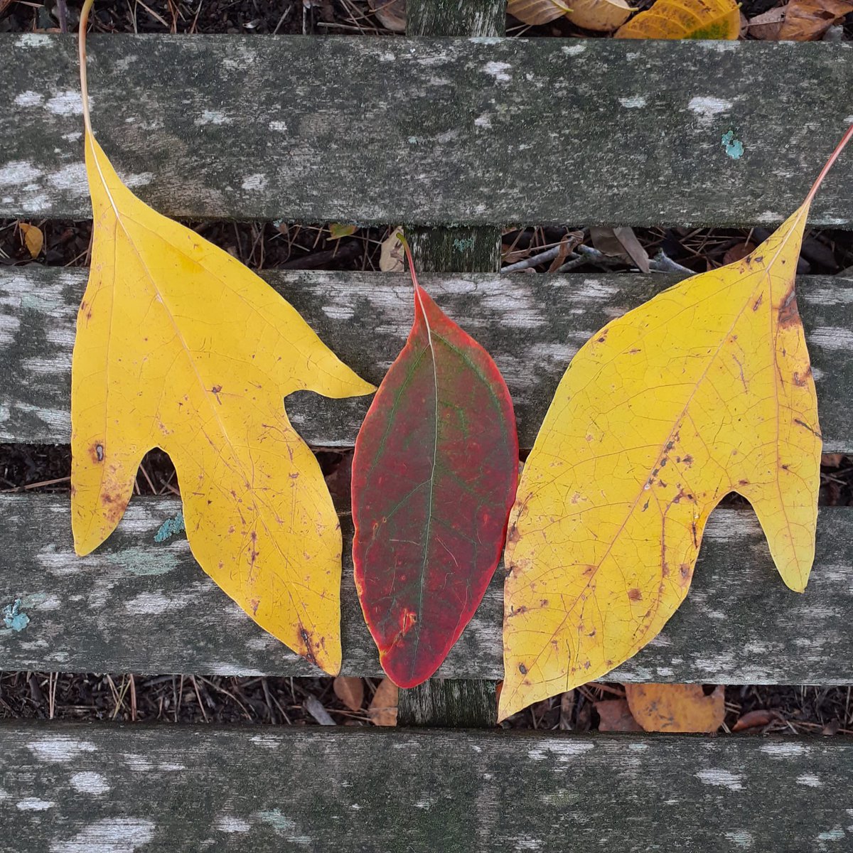 Leaves from the enigmatic Sassafras albidum. Native to the USA it’s leaves are variable in shape,often with a lobe to one side. Outstanding autumn colour and deserves to be more widely planted in the UK.
<a href="/alanstourhead/">Alan Power</a> <a href="/loujnicholls/">Lou Nicholls</a>