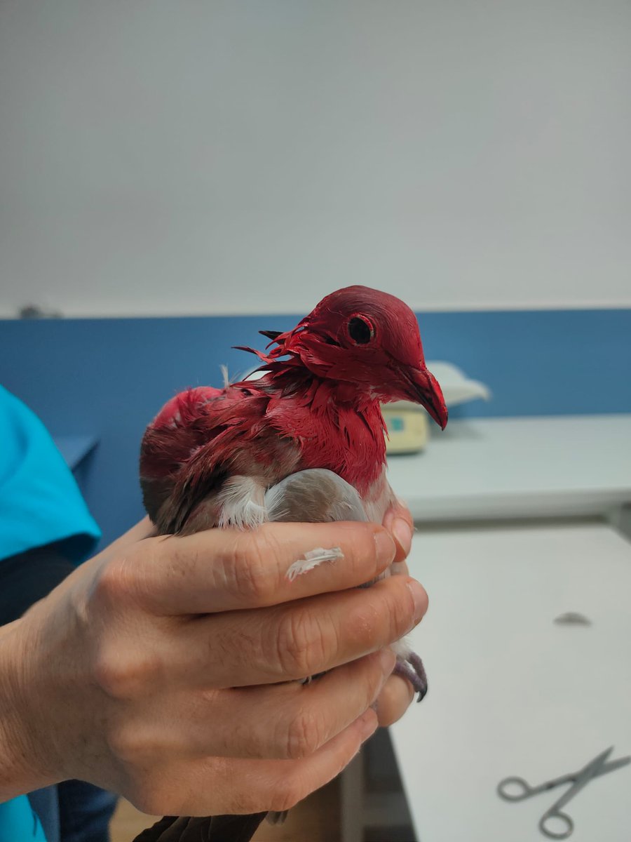 goldiness's tweet photo. hola! ¿podéis compartir este post hasta que llegue a alguien que sepa sobre pájaros? a mi madre le han traído una paloma con pintura en esmalte en la cabeza y no sabemos cómo quitársela. Se le dificulta respirar y huele a pintura química. https://t.co/G3xxTCv0VM