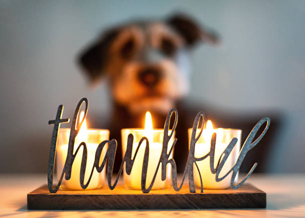 For #Thanksgiving tomorrow we want to give thanks to everyone who contributes towards fufilling our mission.  THANK YOU to everyone who has donated, volunteered, shared our posts and attended or sponsored our events! We wish you all a safe and wonderful holiday. #palsatlanta