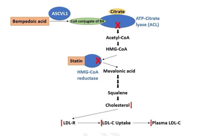 drpablocorral's tweet photo. 👉Bempedoic acid – how will it shape the future lipid-lowering landscape?
☝️Mode of action, evidence, and clinical use
🔓Open access
https://t.co/8XnFBI3122 https://t.co/dLqepn5Cv8
