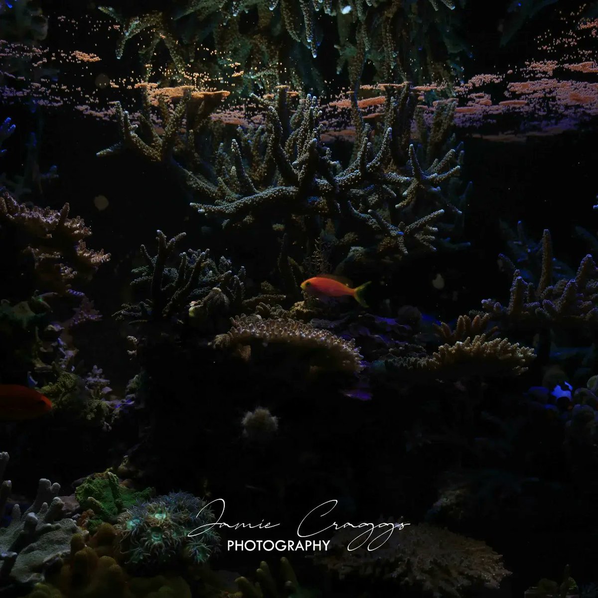 Dr Jamie Craggs (@aquariumcurator) on Twitter photo It never gets old watching one of natures wonders.
#exsitucoralspawning
#tritonreef
<a href="/CanonEMEApro/">Canon EMEA Pro</a> Canon R5 24-105 RF lens f 6.3, 1/200 ISO640 It never gets old watching one of natures wonders.
#exsitucoralspawning
#tritonreef
<a href="/CanonEMEApro/">Canon EMEA Pro</a> Canon R5 24-105 RF lens f 6.3, 1/200 ISO640