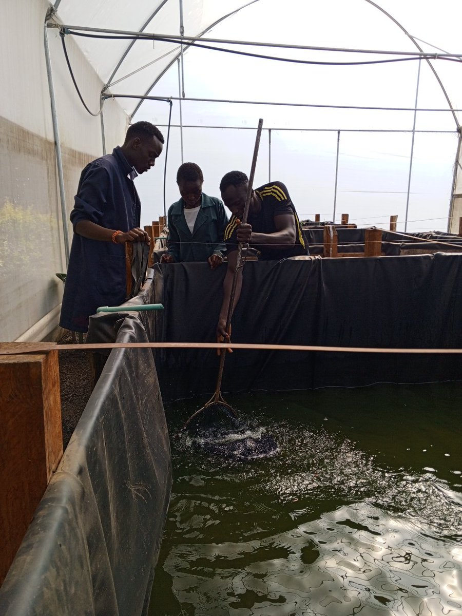 Visit ATC, Nakuru to explore insights into fish farming or reach out to us by phone

#Nakuru #Nairobi #Kanjo #Mombasa