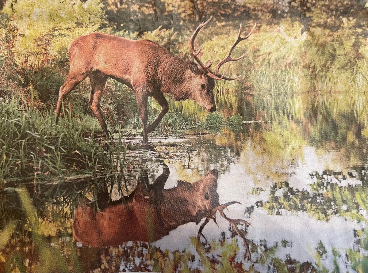 Claire Benedict sat quietly and waited in Richmond Park just 10 minutes before capturing this beautiful image of a stag in SW London. @Telegraph