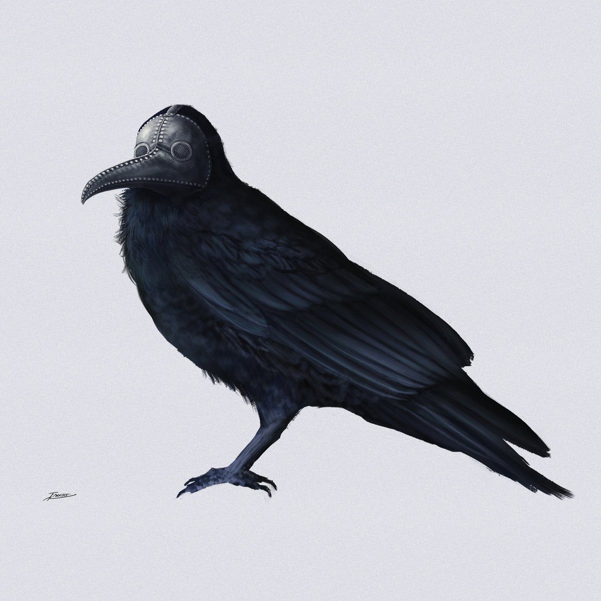 no humans bird simple background white background animal focus signature crow  illustration images