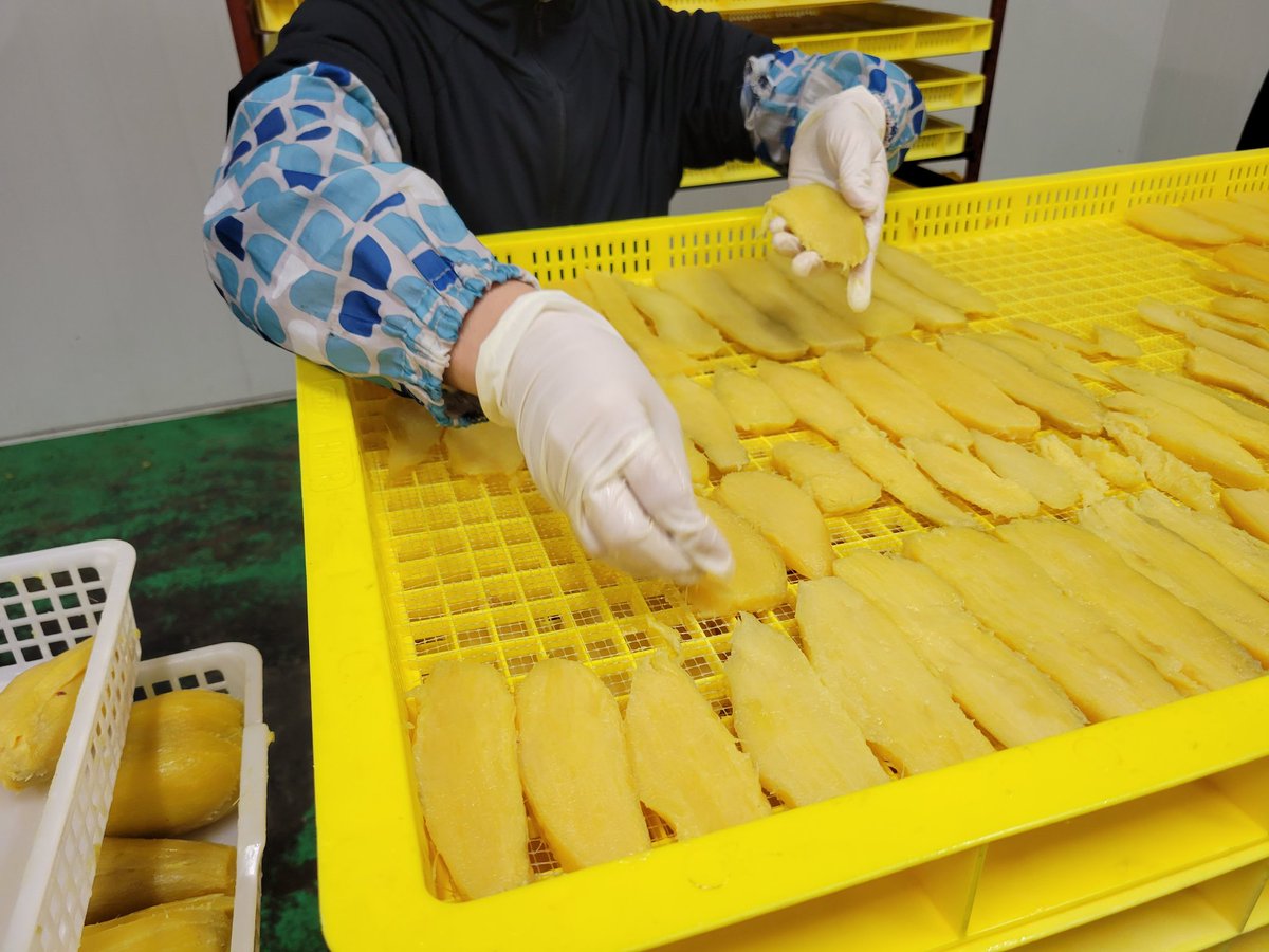 新イモの加工始まりました。
猛暑の影響が心配されましたが、今シーズンも無事お届け出来そうです。