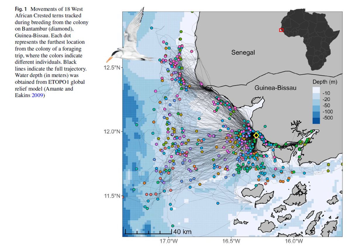 New paper out! Foraging movements and identification of key conservation areas for the West African Crested Tern breeding at the world’s second-largest colony of the species, in 🇬🇼Guinea-Bissau. link.springer.com/content/pdf/10… #tracking #ornithology #conservation