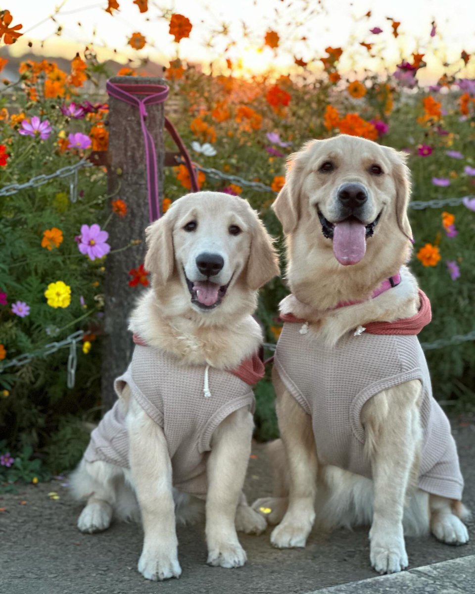 Harry_Retriever's tweet photo. “If you’re lucky, a Golden Retriever will come into your life, steal your heart, and change everything
#goldenshowers #goldenhour https://t.co/6KlNmAdv1K