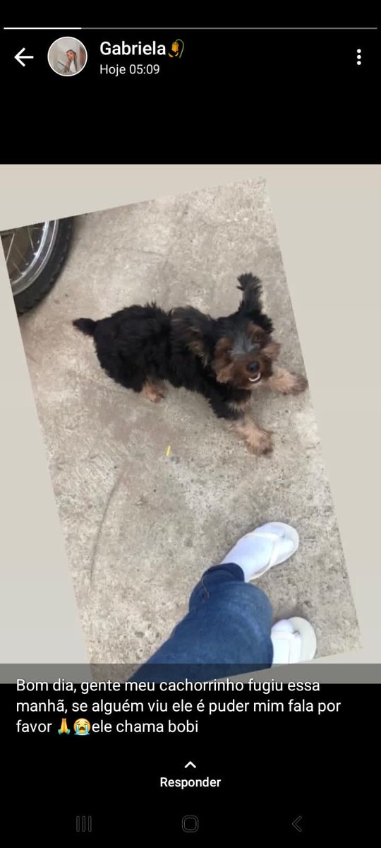 keulen_mi's tweet photo. Gente, esse cachorrinho fugiu no bairro Teixeiras em Juiz de Fora! O nome dele é Bobi. Quem tiver notícia me avise por aqui por favor! A tutora está desesperada. https://t.co/7QHPLhtXcx