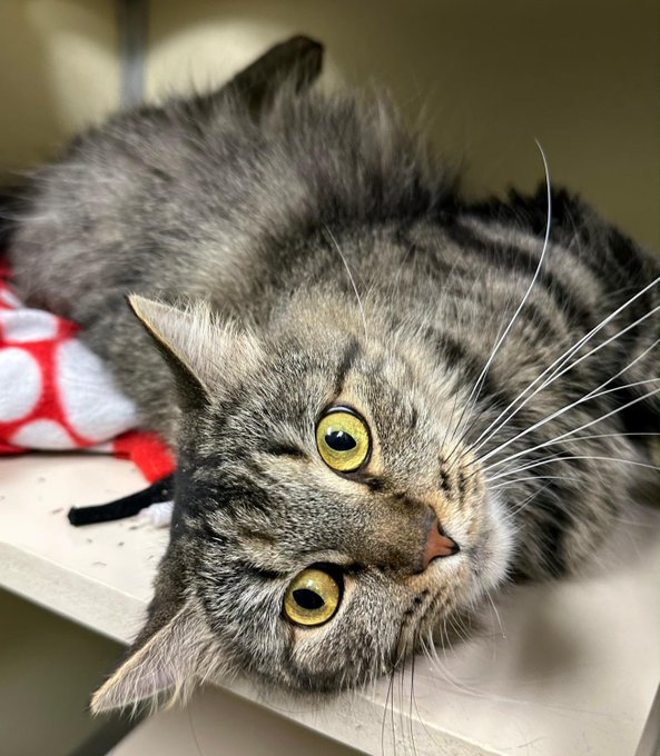 catloverplace's tweet photo. Happy Cat #tshit #mug #catmom #catlover #catowner #catlovers #cat #pets #catlife #petlovers #catlove #catshirt #catlady #kittenlovers #kitty #kitten #catdad #catm https://t.co/tNWafOLIpG