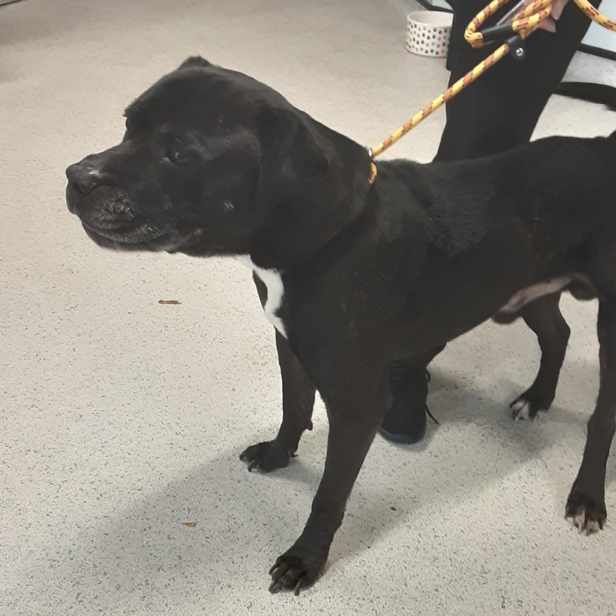 AdoptionsUk's tweet photo. Please retweet to HELP FIND THE OWNERS OR RESCUE SPACES FOR THESE 3 STRAY DOGS #UK Nov 2023
1 found #MiltonKeynes #Buckinghamshire 
2 found #LittleHadham #Hertfordshire 
3 found #Ealing #London 
Now all in council pounds, they could be missing or stolen from other areas. Please share widely to help them get home. 
DETAILS👇
https://t.co/gvko0pjw8t
Not for adoption, proof of ownership required.
If any shelter has space please contact SDK in the link above. These dogs are at risk of euthanasia. 

@GMB @susannareid100 @BBCNews @itvnews @channel5_tv @StormHuntley #AdoptDontShop #rescuedogs #LooseWomen #ThisMorning @EamonnHolmes @NickDixonITV