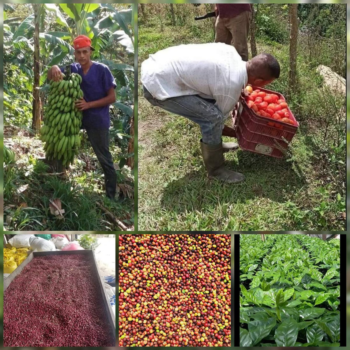 Buenos dias #NicaraguaTriunfa 🇳🇮

Así es nuestra Patria, sus cultivos, su gente, avanzando en Paz, Trabajando por el Bien Común 

📍San Sebastián de Yalí. Jinotega
📸 créditos 

#UnidosEnVictorias 
<a href="/QuenriM/">QuenriⓂ️</a> <a href="/FloryCantoX/">Flor y Canto 🇳🇮</a> @ComunicadoresJN