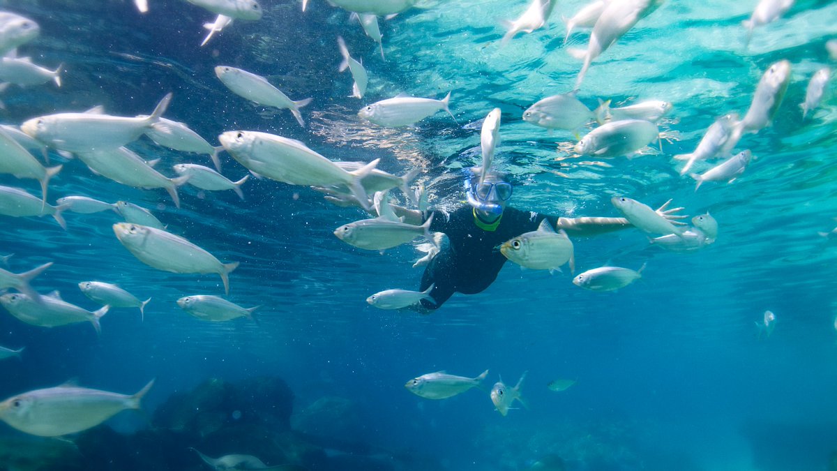 TravelMatBiz's tweet photo. @SeaWorld Parks &amp; Entertainment Black Friday sale offers savings of up to 45% off prices for select dates during 2024 when booked through Attraction World, including the Discovery Cove Ultimate Swim package - offer ends 27 November, '23 - https://t.co/J1jSXVSBR3 https://t.co/y4kU6vPBax