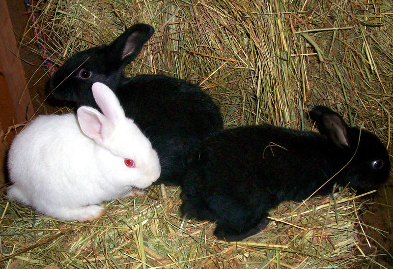 farmingmfs's tweet image. Rabbit farming requires low capital and it is a very profitable business!

Interested in modern rabbit farming?

Leave a comment and repost! Before the end of the week, I will provide a complete guide just for you.