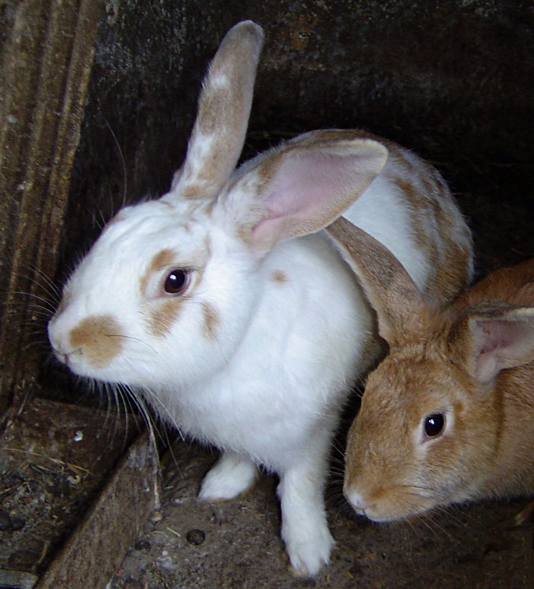 farmingmfs's tweet image. Rabbit farming requires low capital and it is a very profitable business!

Interested in modern rabbit farming?

Leave a comment and repost! Before the end of the week, I will provide a complete guide just for you.