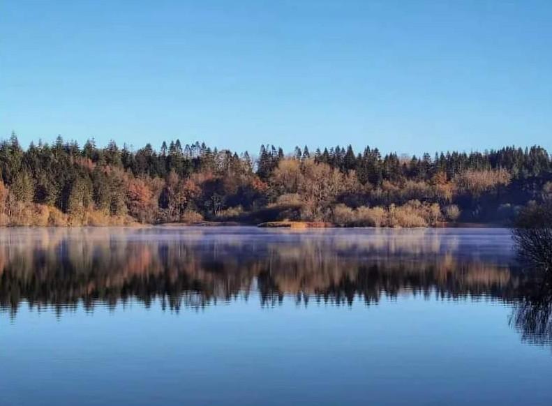MissEims's tweet photo. I took this two years ago at During Lake in North Longford. Just sharpened it a wee bit to post it again just because I like it 😀
#Dring #DerrycassinWoods #Longford https://t.co/PAolv9dFmY