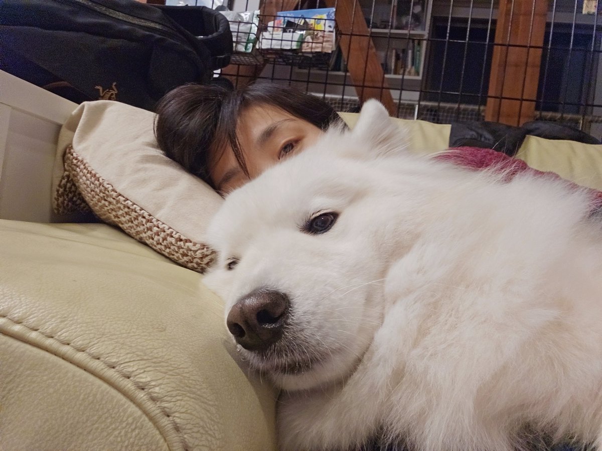 毛布のおしごとが忙しい季節です。

#サモエド
#サモエドポーラ
#samoyed