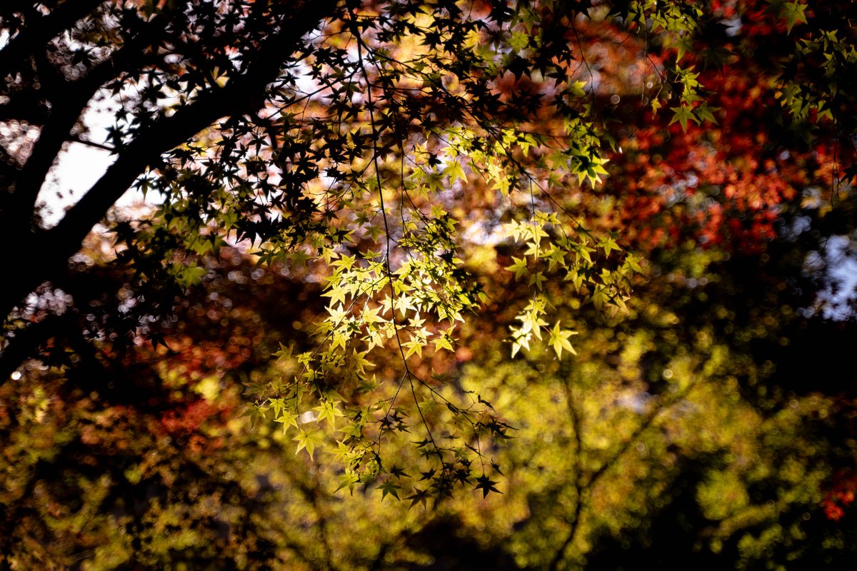 jajamaka's tweet photo. 明日も仕事終わりに撮り行こう。
#そうだ京都行こう #京都紅葉 #紅葉2023 #紅葉 #もみじ #青蓮院 #圓光寺 #金閣寺 #京都 #日本 #寺院 #kyoto #japan #temple #syourenin #enkoji #kinkakuji https://t.co/ahnqIBUBRB