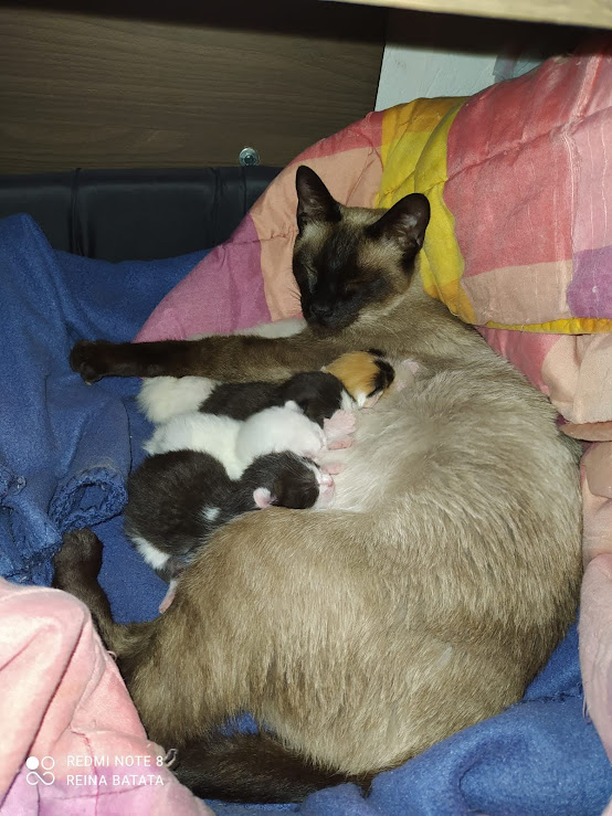 her262's tweet photo. @vanalaeropuerto La gata de mi vecina vino a parir a mi casa en dos oportunidades. La ultima, arriba de mi almohada... https://t.co/tqCTEmH8aE