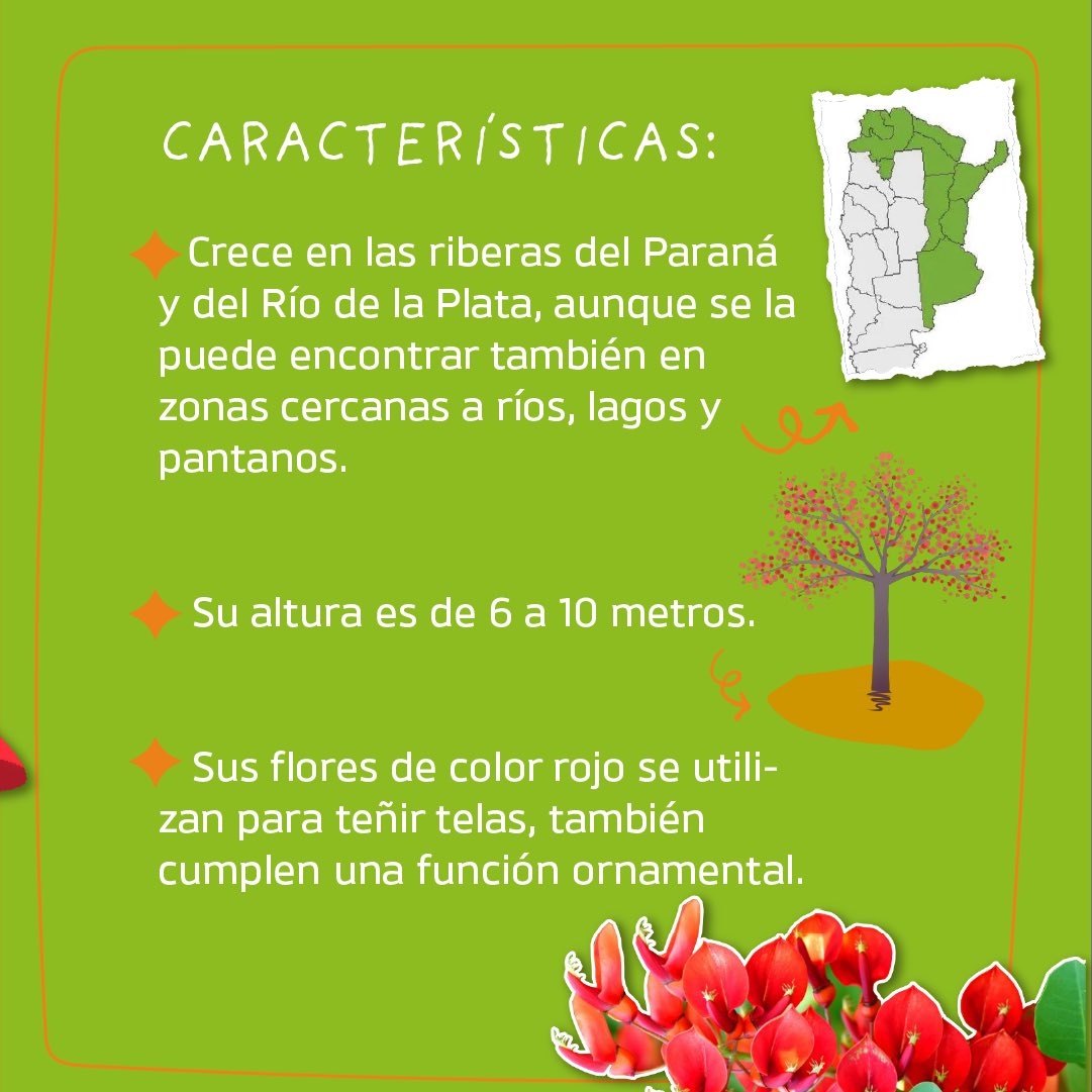 secambientesj's tweet photo. 🌹 22 de noviembre - Día de la Flor Nacional

🙌🏻 El ceibo es una especie característica de la formación denominada bosques en galería, originaria de América, especialmente de la Argentina. https://t.co/yb6qQEDdmC