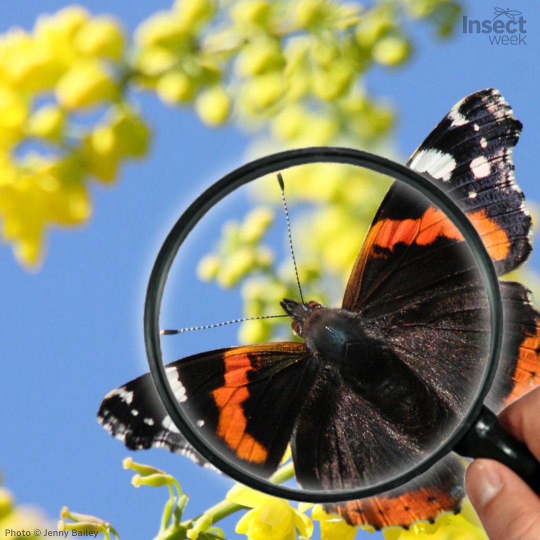 To monitor insect species, and see if they are increasing or decreasing, scientists need detailed #BiologicalRecord s to be collated over time.

Get involved in biological recording to help us better understand insects & where they live:

 insectweek.org/discover-insec…

#RecordInsects