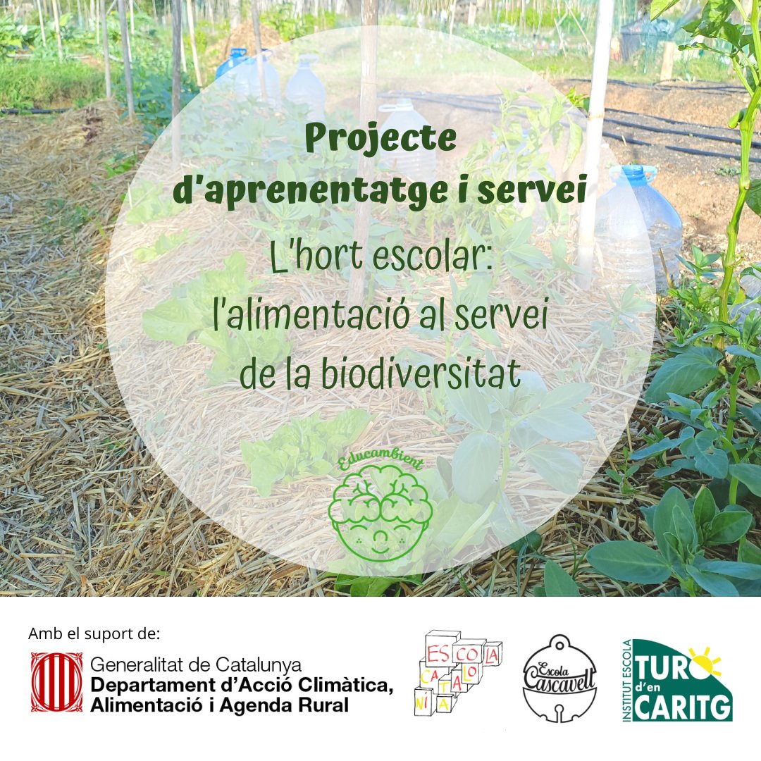 Educambient_'s tweet photo. Aquest curs hem iniciat el Projecte d'Aprenentatge i Servei "L'hort escolar: l'alimentació al servei de la biodiversitat" a @EscolaCatalonia @ECascavell @ieturodencaritg 

#ajutstsacat #apsambiental #entitatsambientals #educambient #educacioambiental #hortescolar @accioclimatica https://t.co/HwjVz1iFOn