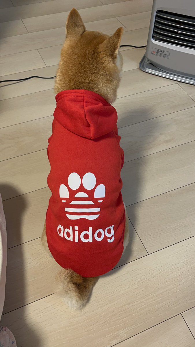 drums_don's tweet photo. ウチの ひめたん🍭🫧
#柴犬 #shiba #しばいぬ #柴犬好きと繋がりたい #柴犬マニア #かわいい #モフモフ #癒し #柴犬のいる暮らし #ひめ #adidas #adidog https://t.co/Mf6cLGJUSo