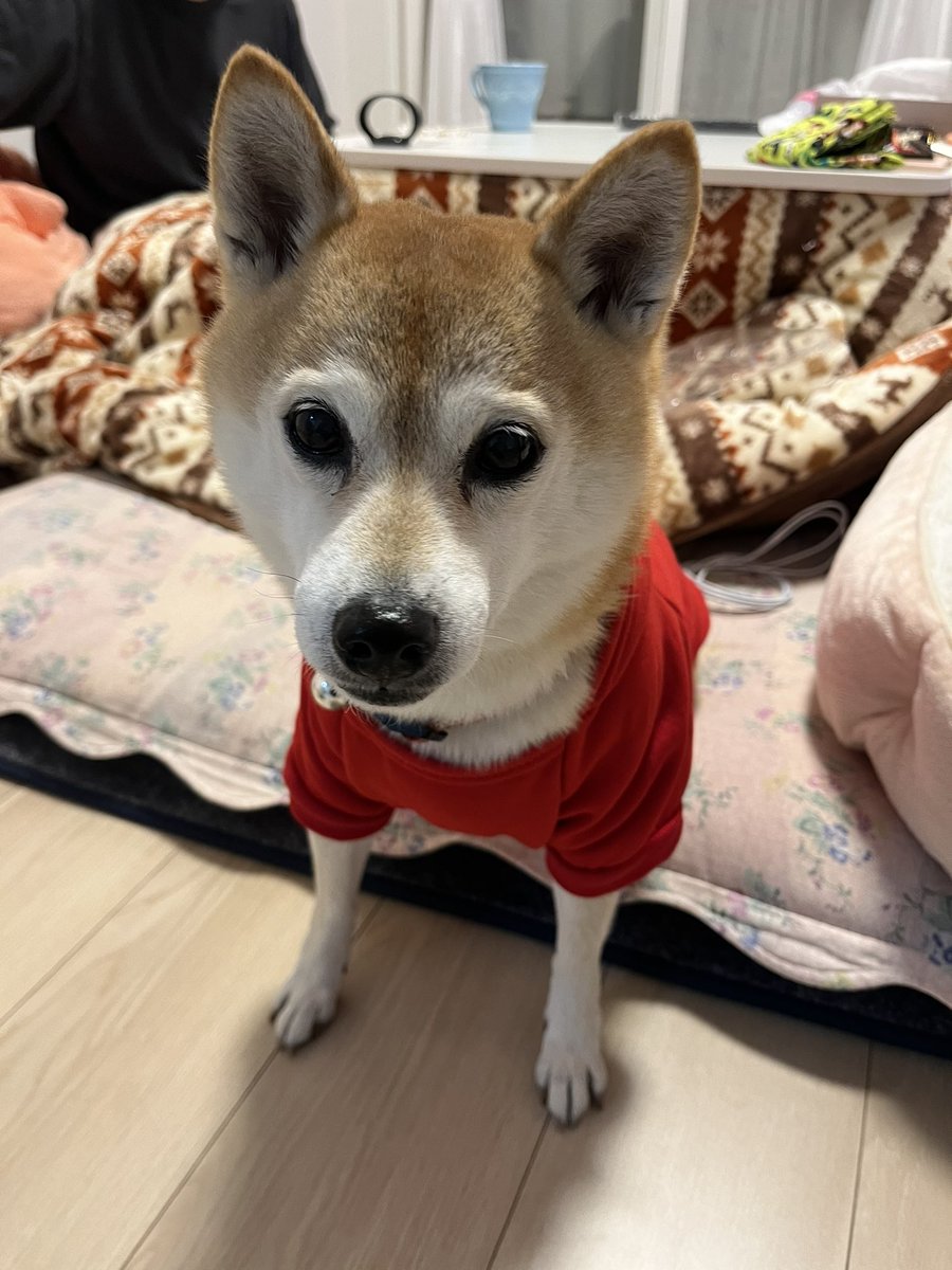 drums_don's tweet photo. ウチの ひめたん🍭🫧
#柴犬 #shiba #しばいぬ #柴犬好きと繋がりたい #柴犬マニア #かわいい #モフモフ #癒し #柴犬のいる暮らし #ひめ #adidas #adidog https://t.co/Mf6cLGJUSo