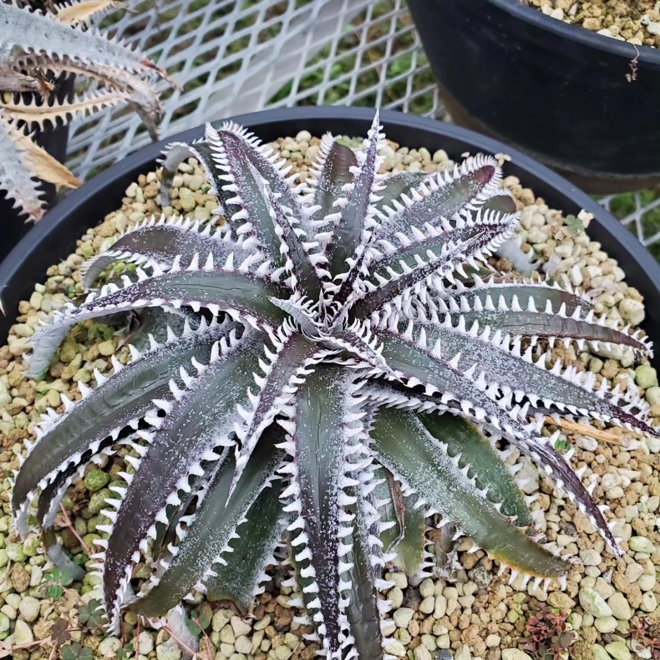 レア 野生株 原種 ディッキア Dyckia lindelvaldeae ⑶ディッキア