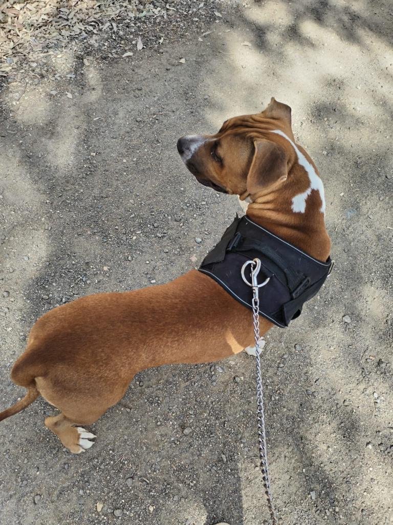 Nos piden ayuda para este ángel o lo van a tirar a la calle😭😭😭

- #LEO, cachorro de 10 meses,muy cariñoso con personas,niños y otros perretes. 
- Está en #Sevilla 
-#ACOGIDA  o #ADOPCIÓN
☎️ 670513160 María Luisa 

#URGENTE #ÚLTIMAHORA #BlackFriday2023 #ASTRO