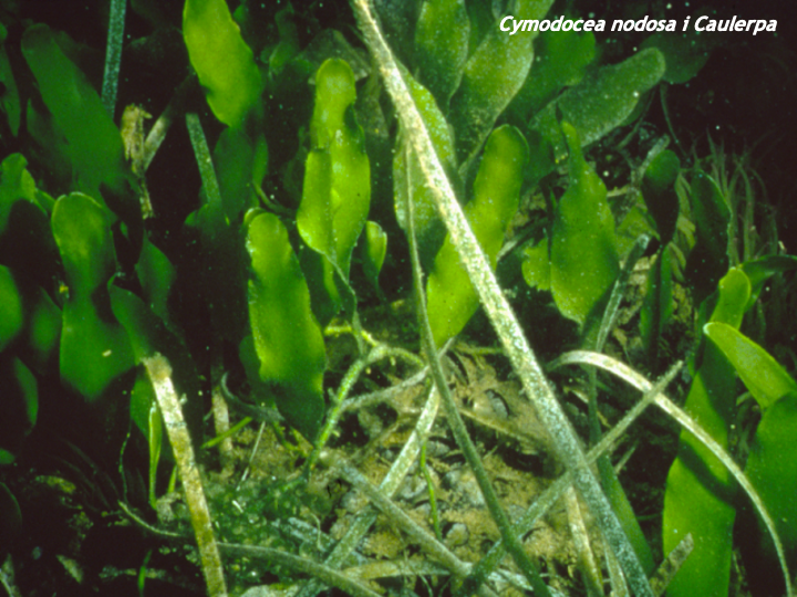 batidivulga's tweet photo. Avui seguim parlant, al grau de #CiènciesdelMar de @UniBarcelona, de les algues, fanerògames marines com la #Posidonia i d'altres "productors" de sediment a plataformes carbonatades com la del marge balear.
Deprès direu que als geòlegs només ens agraden els fòssils!! #geobio https://t.co/zvP5egRega