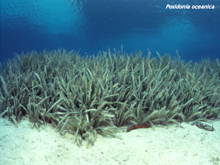 batidivulga's tweet photo. Avui seguim parlant, al grau de #CiènciesdelMar de @UniBarcelona, de les algues, fanerògames marines com la #Posidonia i d'altres "productors" de sediment a plataformes carbonatades com la del marge balear.
Deprès direu que als geòlegs només ens agraden els fòssils!! #geobio https://t.co/zvP5egRega