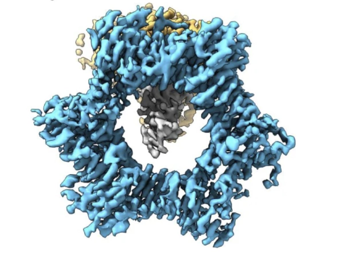 BIOLOGY/BMS External Seminar - Dr Alfredo De Biasio @KAUST_News - Application of cryo-EM methods to study DNA replication and repair. Wednesday November 29th, 1-2 pm, ONLINE on Teams. 📸 PMID: 34667155.