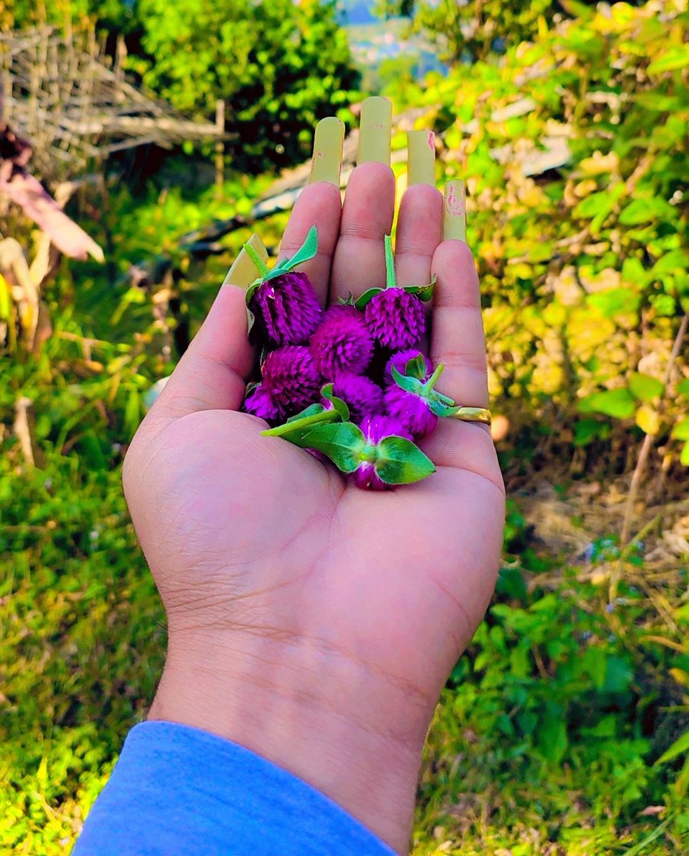 यो फूलको नाम के होला 🤔