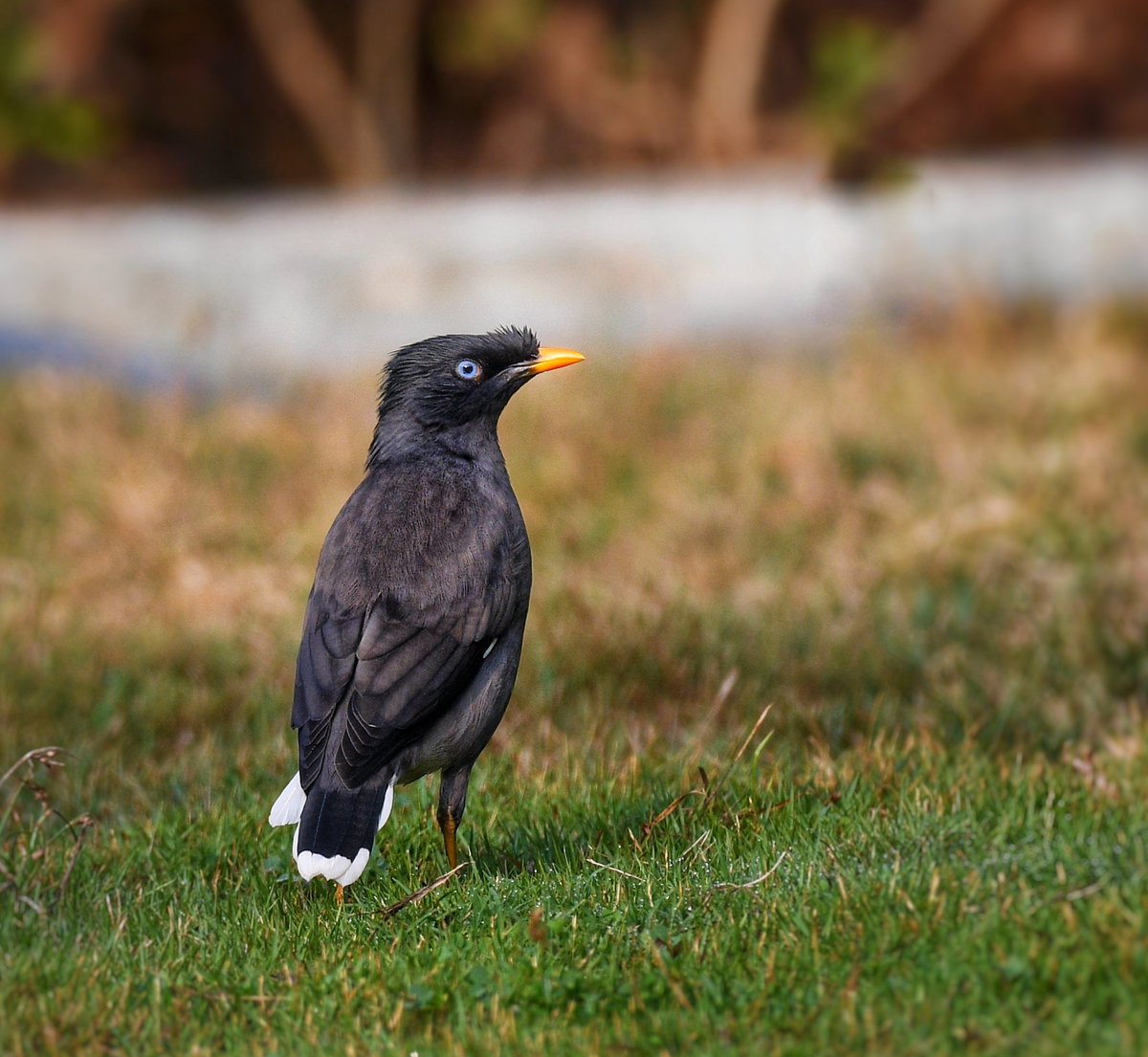 Jungle Myna #birds #birding #birdwatching #birdphotography #IndiAves #BirdsSeenIn2023 #BirdsOfTwitter #twitternaturecommunity #Dvl