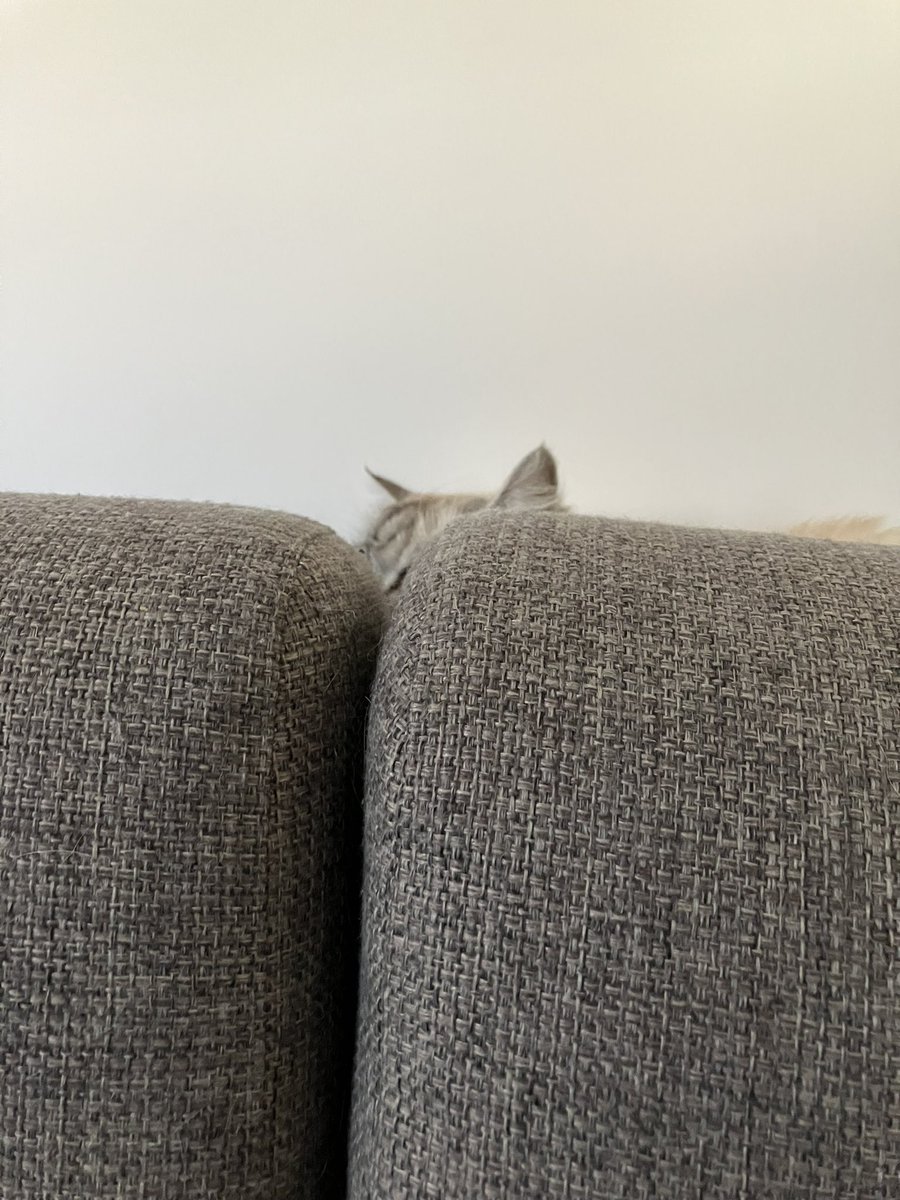 🎀 Lucette Camionneuse tweet media