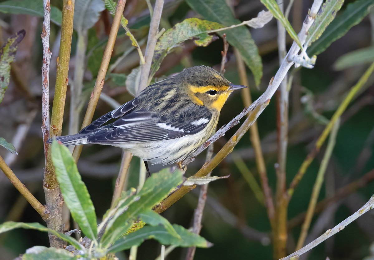 Have you got a great photo of a rarity this year? We're keen to source superb photos in preparation for the 2023 @__BBRC report in @britishbirds next year. Please contact the Editor @StephenMenzie at editor@britishbirds.co.uk Thank you! Please RT 📷@RogerRiddington