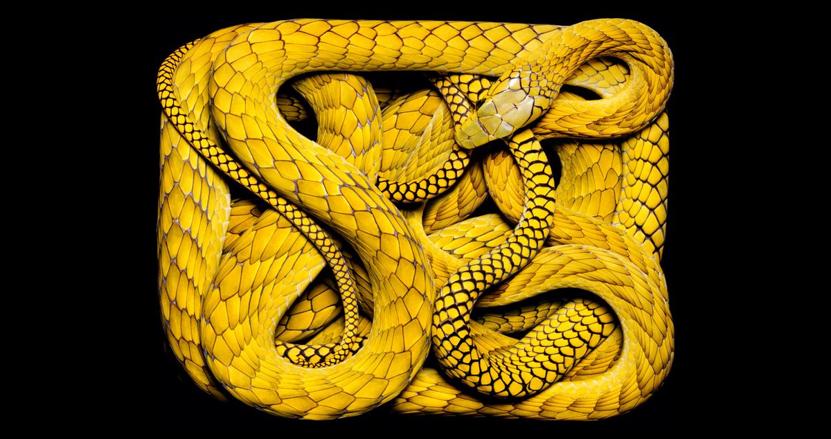 Serpents, Guido Mocafico, 2002