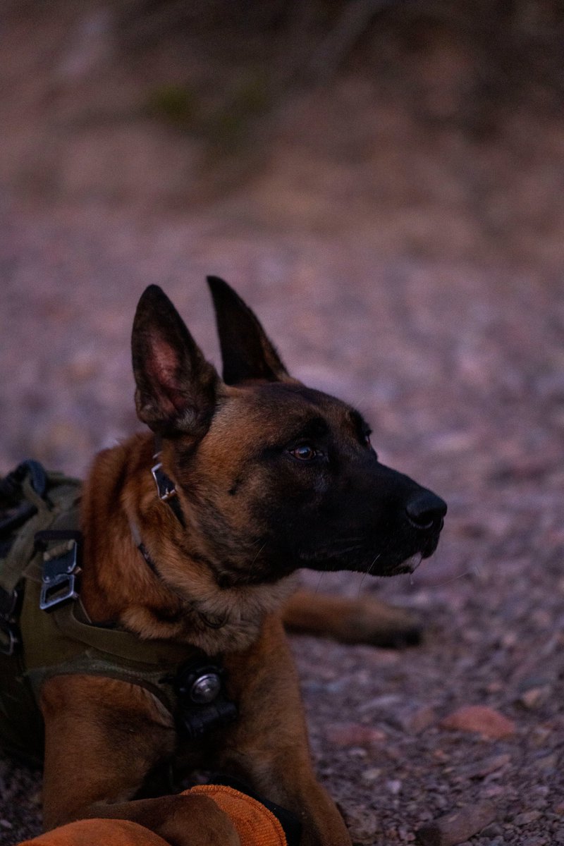 Dog Days Multi-Purpose Canine handlers from #MARSOC participate in a desert training package as part of the #MPC certifying course #SOCSD #MarineRaiders #Canine