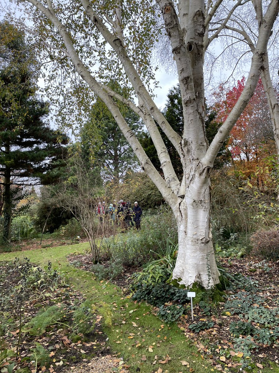 A wonderful visit this am to <a href="/gillian_ingram/">Copton Ash</a> Copton Ash garden to see how it’s being transformed to a woodmeadow design, w large &amp; small trees &amp; open glades. Lovely autumn colours today, apples to sample &amp; a great turnout. #FavershamTreeWeekFifthYear