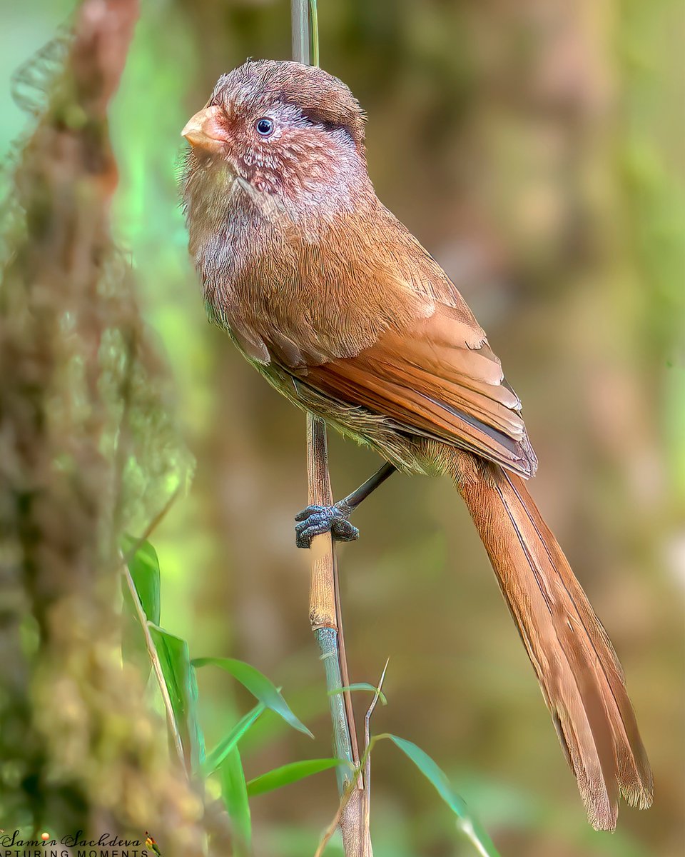 A #BrownParrotbill - #Himalayan #Treasure
#IndiAves #birdphotography #BBCWildlifePOTD #birdwatching #BirdsOfTwitter #nature #birdsinhabitat #birdphotography #ThePhotoHour #BirdsofIndia #birdwatching #twitterbirds #birdpics #Asianbirds #deorali #birding #darjeeling #birdsinindia