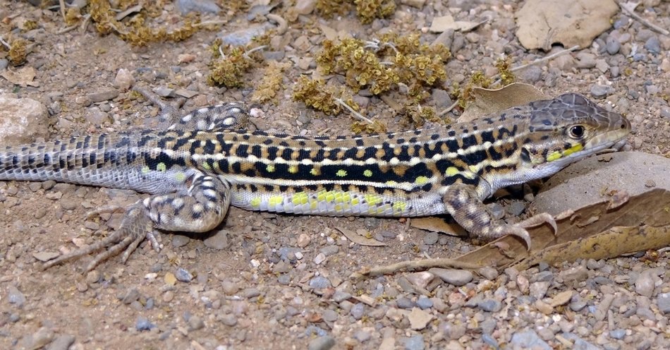 Now published in Peer Community Journal, #evolutionarybiology section: Color #polymorphism and conspicuousness do not increase #speciationrates in #Lacertids. doi.org/10.24072/pcjou…