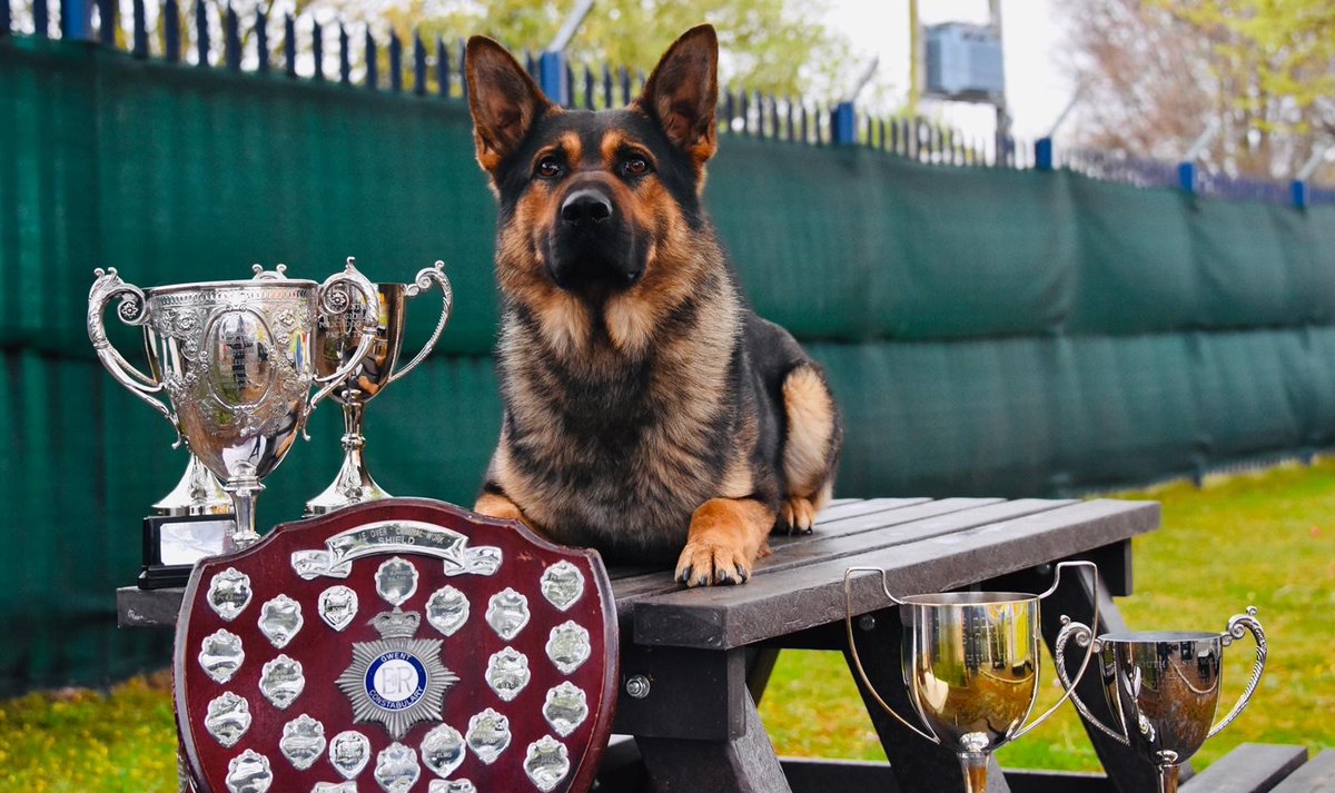 ASPoliceDogs's tweet photo. PD Ash has retired from service. The National Police Dog Champion 2019 has been a tremendous loyal servant with numerous deployments in bringing offenders to justice and helping vulnerable people. He has adjusted wonderfully to living indoors with his handler and family. Legend. https://t.co/tRMymuU3u4
