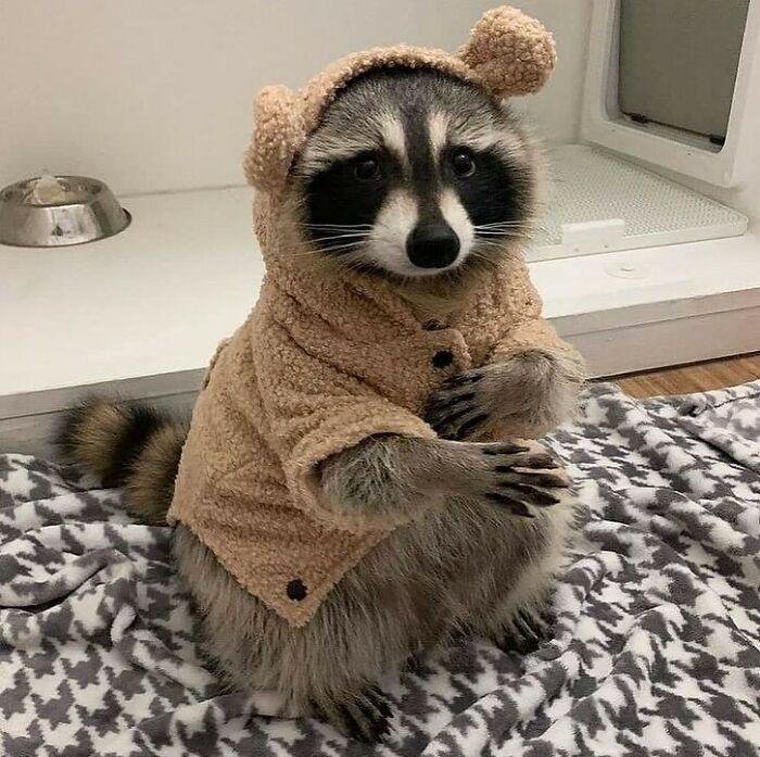 GeorgiaDem_97's tweet photo. Go to Pinterest and type in:

☘️character 
☘️place
☘️plant
☘️animal https://t.co/cgDCrRI6jp