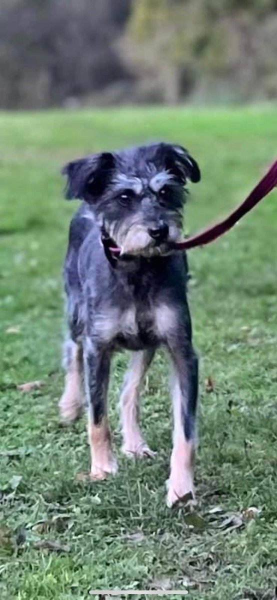 MissingPetsGB's tweet photo. 🐕 GEORGIE #missing miniature #Schnauzer
Missing from Watton at Stone #Hertfordshire #SG14
She escaped from her garden on 10 November 2023.
She is a #rescue dog. Very timid & fearful of other dogs.
MICROCHIPPED & SPAYED
If sighted please do not chase or call her #schnauzergang https://t.co/xCkycpUcYo