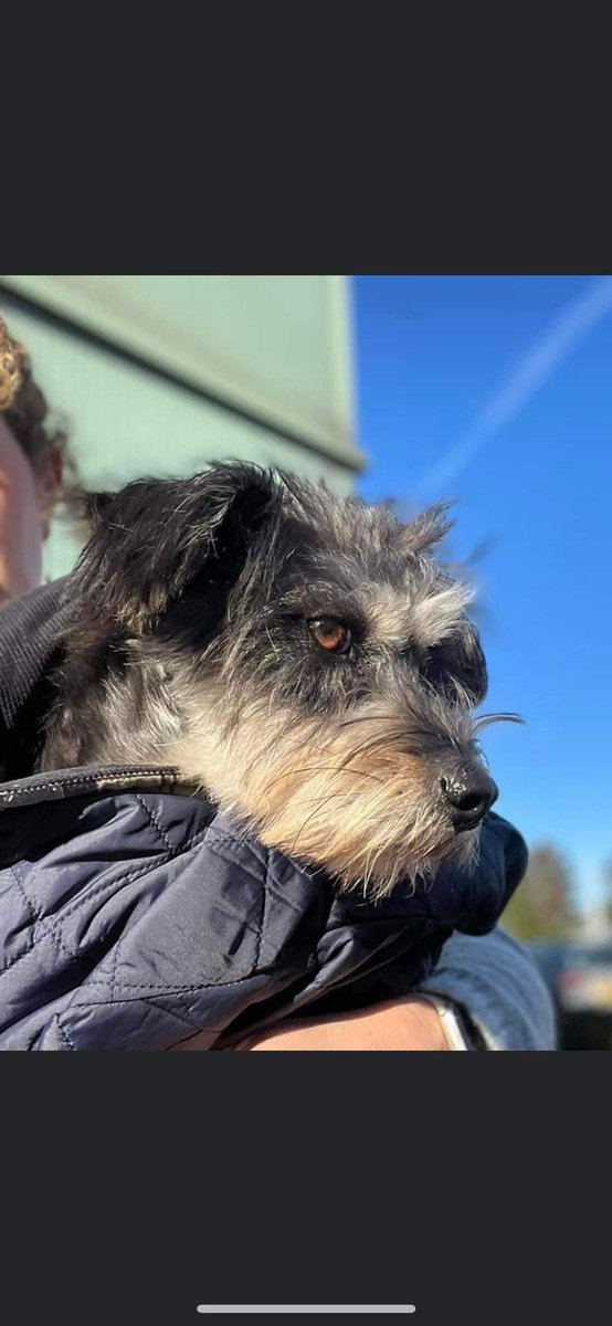MissingPetsGB's tweet photo. 🐕 GEORGIE #missing miniature #Schnauzer
Missing from Watton at Stone #Hertfordshire #SG14
She escaped from her garden on 10 November 2023.
She is a #rescue dog. Very timid & fearful of other dogs.
MICROCHIPPED & SPAYED
If sighted please do not chase or call her #schnauzergang https://t.co/xCkycpUcYo