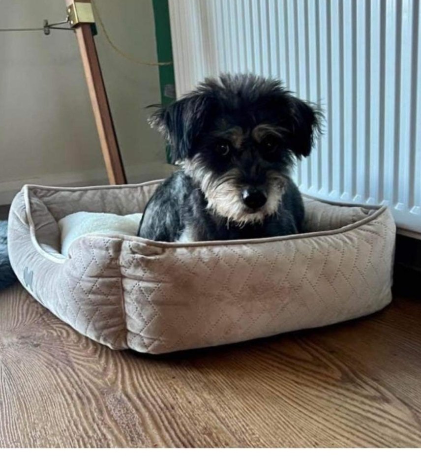 MissingPetsGB's tweet photo. 🐕 GEORGIE #missing miniature #Schnauzer
Missing from Watton at Stone #Hertfordshire #SG14
She escaped from her garden on 10 November 2023.
She is a #rescue dog. Very timid & fearful of other dogs.
MICROCHIPPED & SPAYED
If sighted please do not chase or call her #schnauzergang https://t.co/xCkycpUcYo