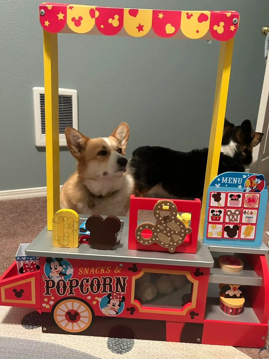 IT'z Corgi Lovers Unity(USA) (@mycorgiunity) on Twitter photo 